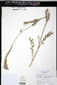 Onobrychis viciifolia image