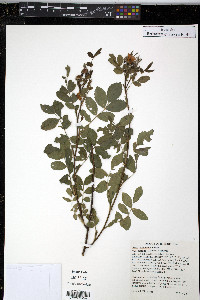 Rosa arkansana image