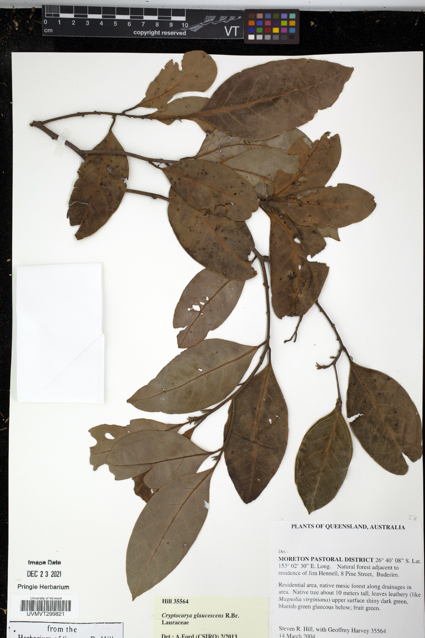 Cryptocarya glaucescens image