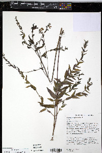 Scutellaria galericulata image