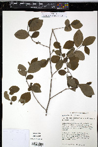 Lindera benzoin var. pubescens image