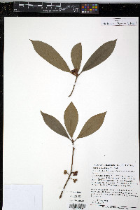 Image of Illicium lanceolatum