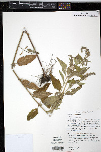 Teucrium canadense var. occidentale image