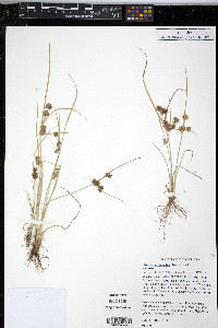 Cyperus acuminatus image