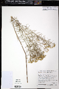 Euthamia tenuifolia image