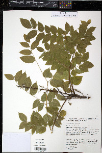 Gymnocladus dioicus image