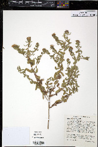 Symphyotrichum oblongifolium image