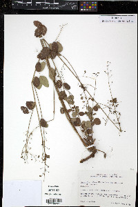 Desmodium ciliare image