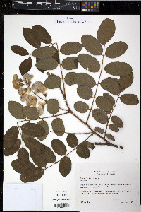 Robinia hispida image