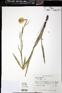 Helenium vernale image