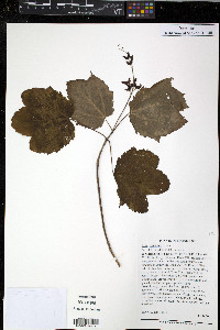 Acer spicatum image