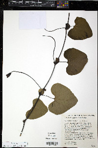 Aristolochia gigantea image