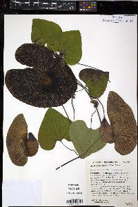 Aristolochia gigantea image