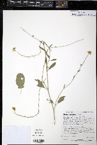 Brassica tournefortii image