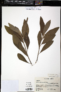 Pluchea carolinensis image
