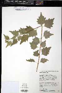 Premna japonica image