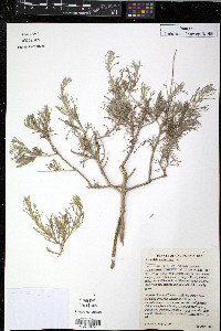 Artemisia californica image