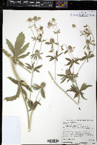 Eryngium maritimum image