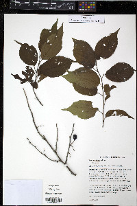 Prunus nigra image