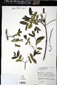 Pterocarya stenoptera image