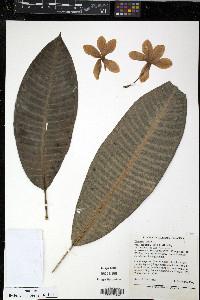 Plumeria rubra var. acutifolia image
