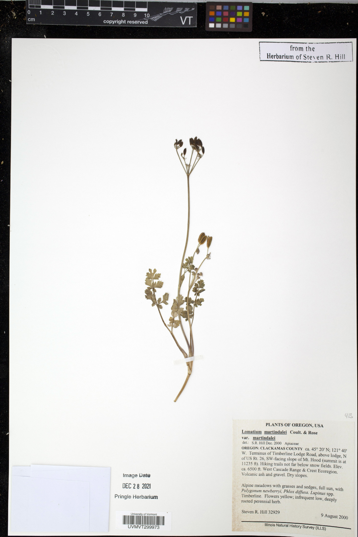 Lomatium martindalei var. martindalei image