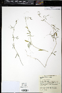 Vicia tetrasperma image