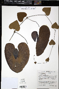 Aristolochia gigantea image