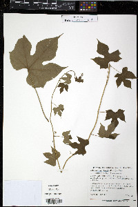 Calycocarpum lyonii image