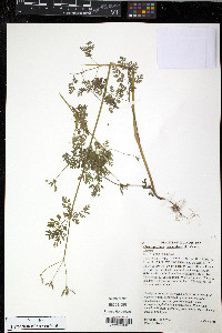 Chaerophyllum procumbens image