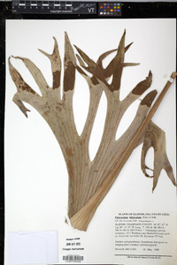 Platycerium bifurcatum image