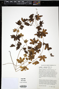 Lygodium palmatum image