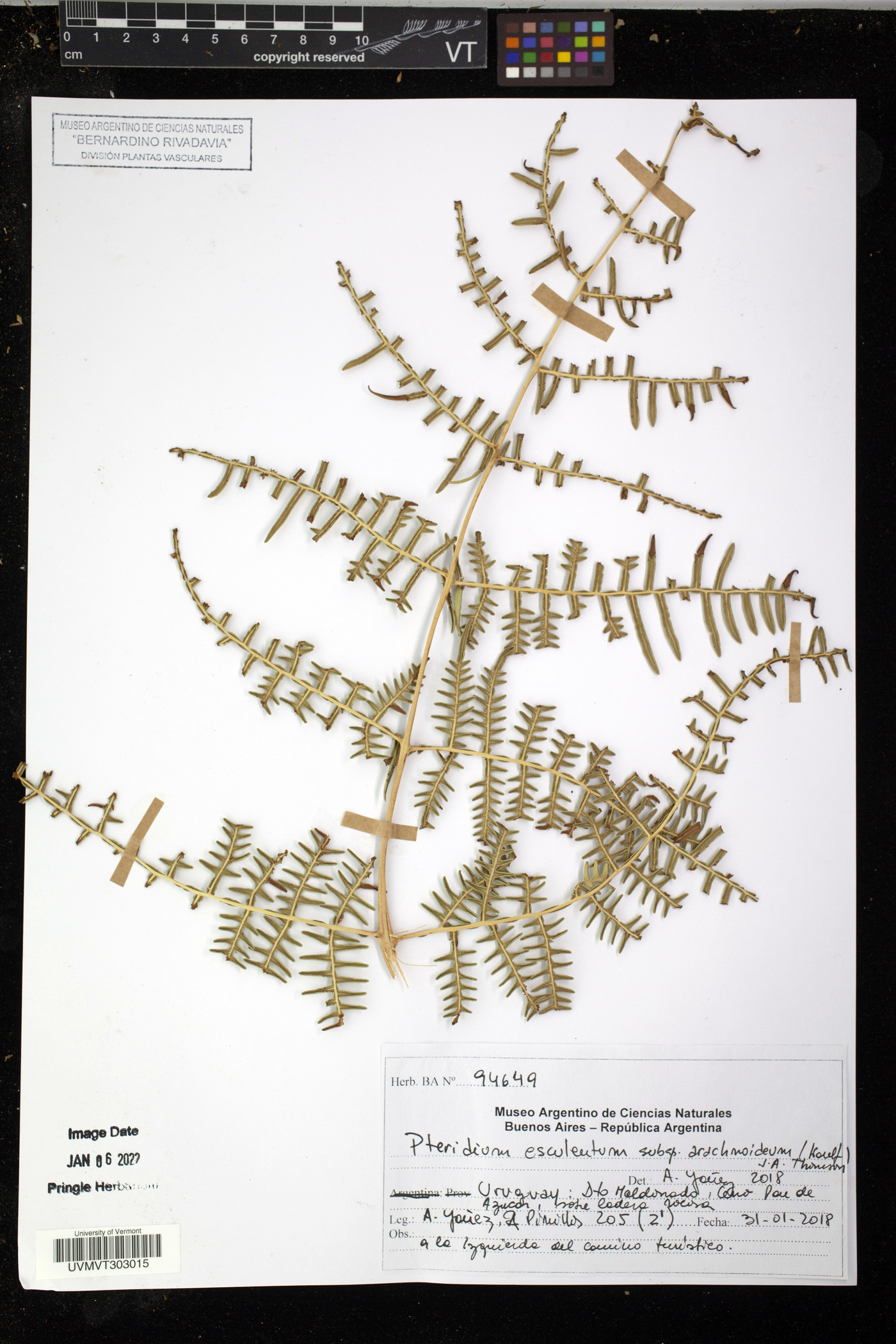 Pteridium esculentum subsp. arachnoideum image