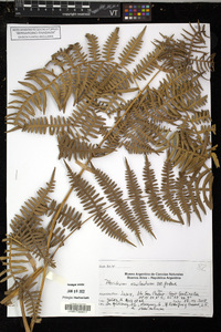 Pteridium arachnoideum subsp. gryphus image