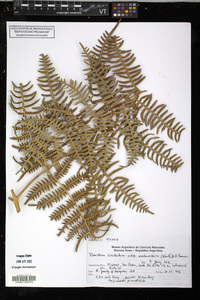 Pteridium esculentum subsp. arachnoideum image
