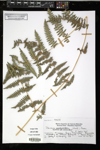 Pteridium esculentum subsp. arachnoideum image