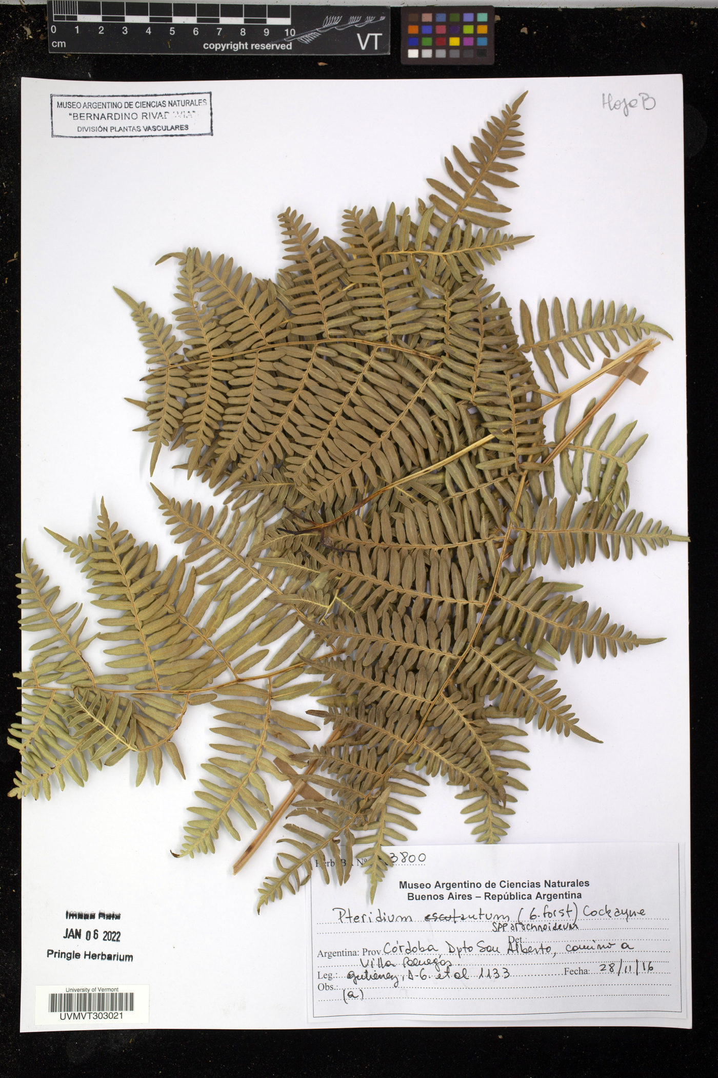 Pteridium esculentum image