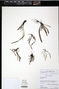 Grammitis bryophila image