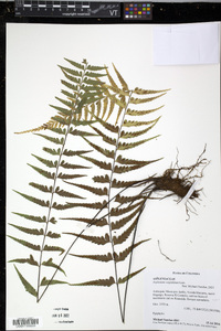 Asplenium cuspidatum image