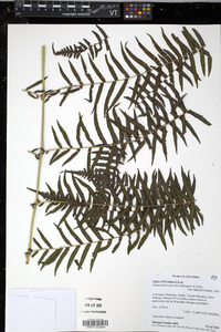 Amauropelta pteroidea image