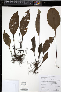 Elaphoglossum papillosum image