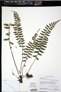 Asplenium barbaense image