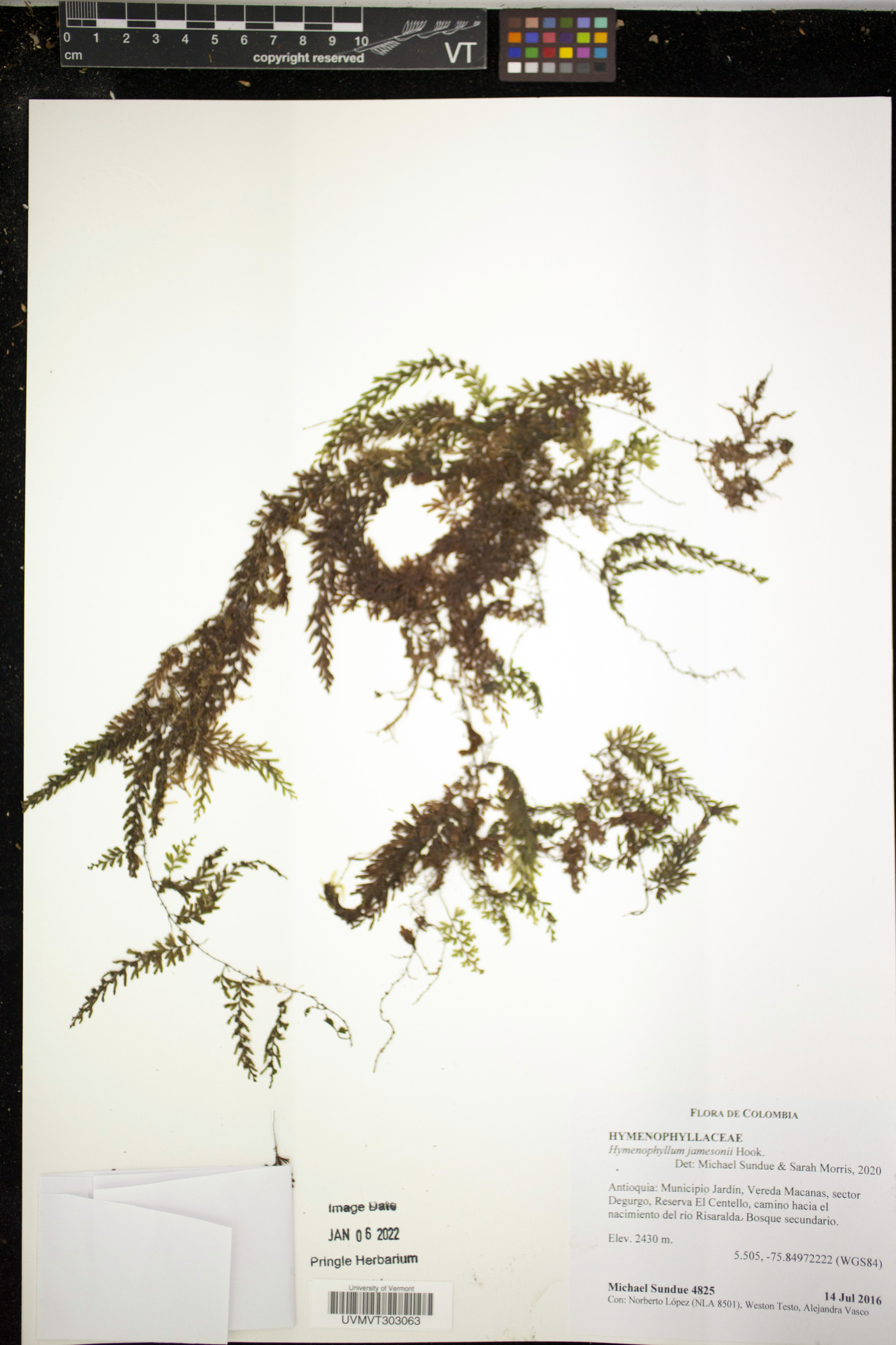 Hymenophyllum jamesonii image