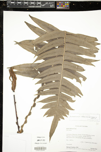 Austroblechnum divergens image