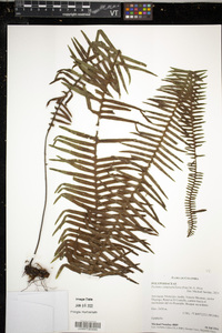 Pecluma camptophyllaria image