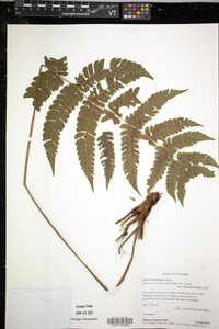 Steiropteris gardneriana image