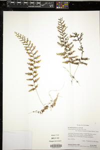 Hymenophyllum fucoides image