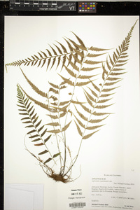 Asplenium cuspidatum image