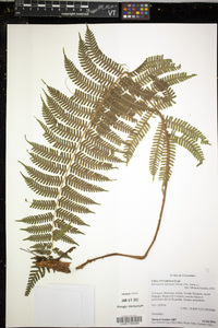 Steiropteris leprieurii image