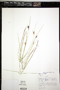 Scleria ciliata image